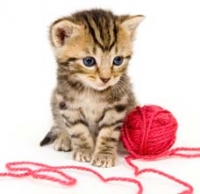 Pussycat doll girl Pussycat doll girl http://www.hatepost.com/images/membersprofilepic/1436.jpg